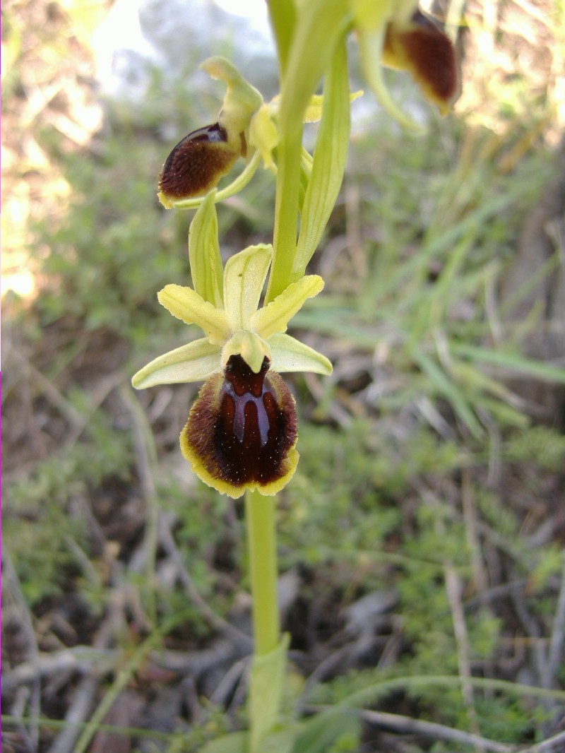 Ibridi: Ophrys tarentina x ......